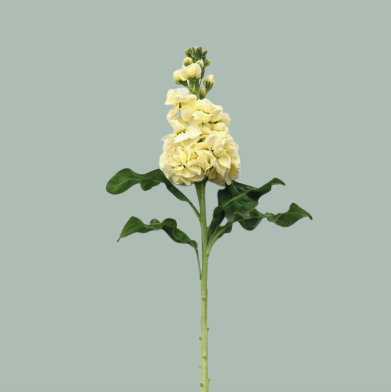 Matthiola Mathilda Yellow (10 Stems)
