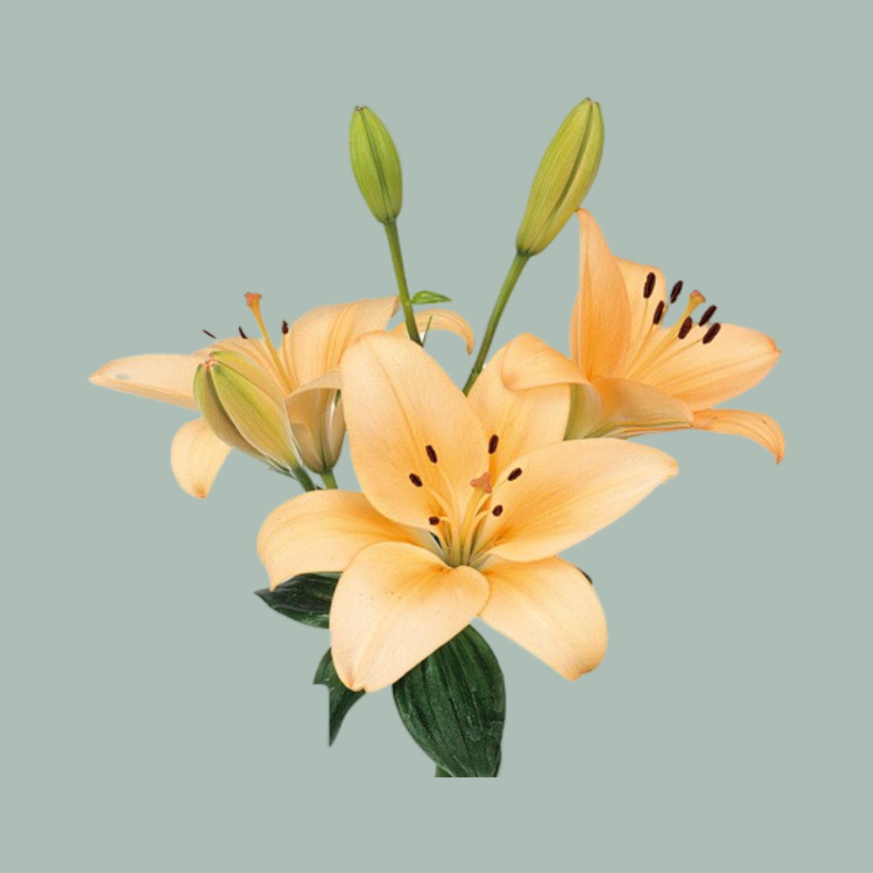 Lily LA Menorca (10 Stems)