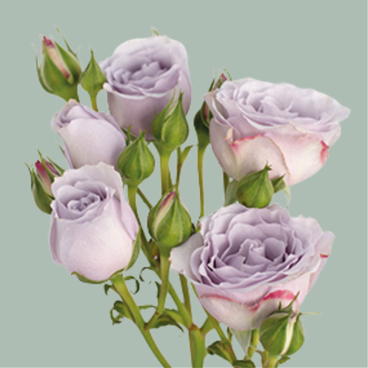 Spray Rose Ocean Mikado (10 Stems)