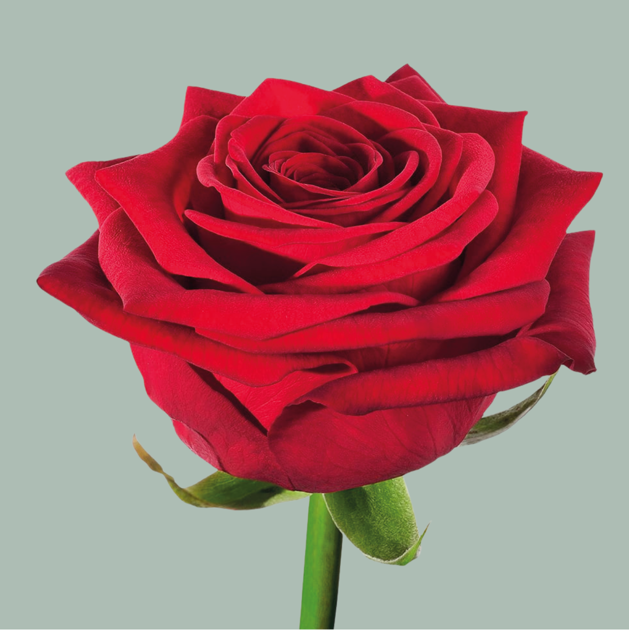 Rose Red Naomi 60-80cm (10 Stems) – All Occasions Wholesale