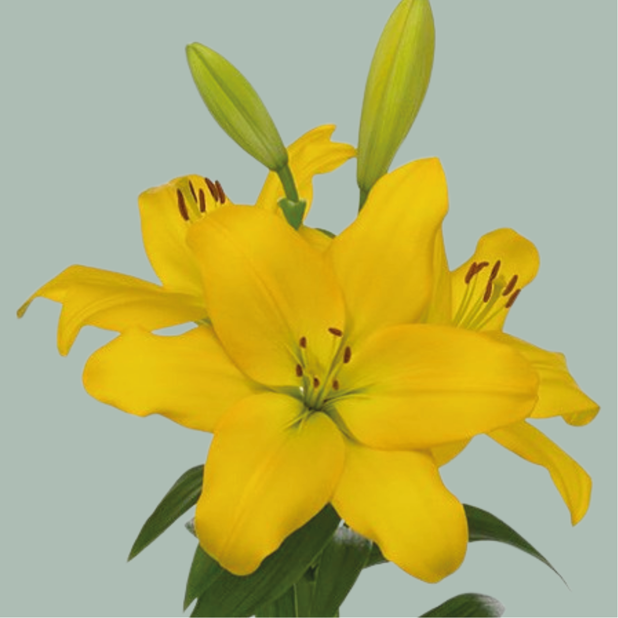 Lily LA Nashville (10 Stems)