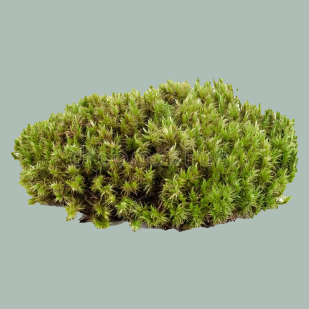 Natural Moss Sphagnum - 5kg