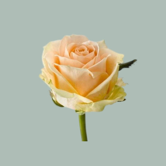 Rose Pearl Avalanche (20 Stems)