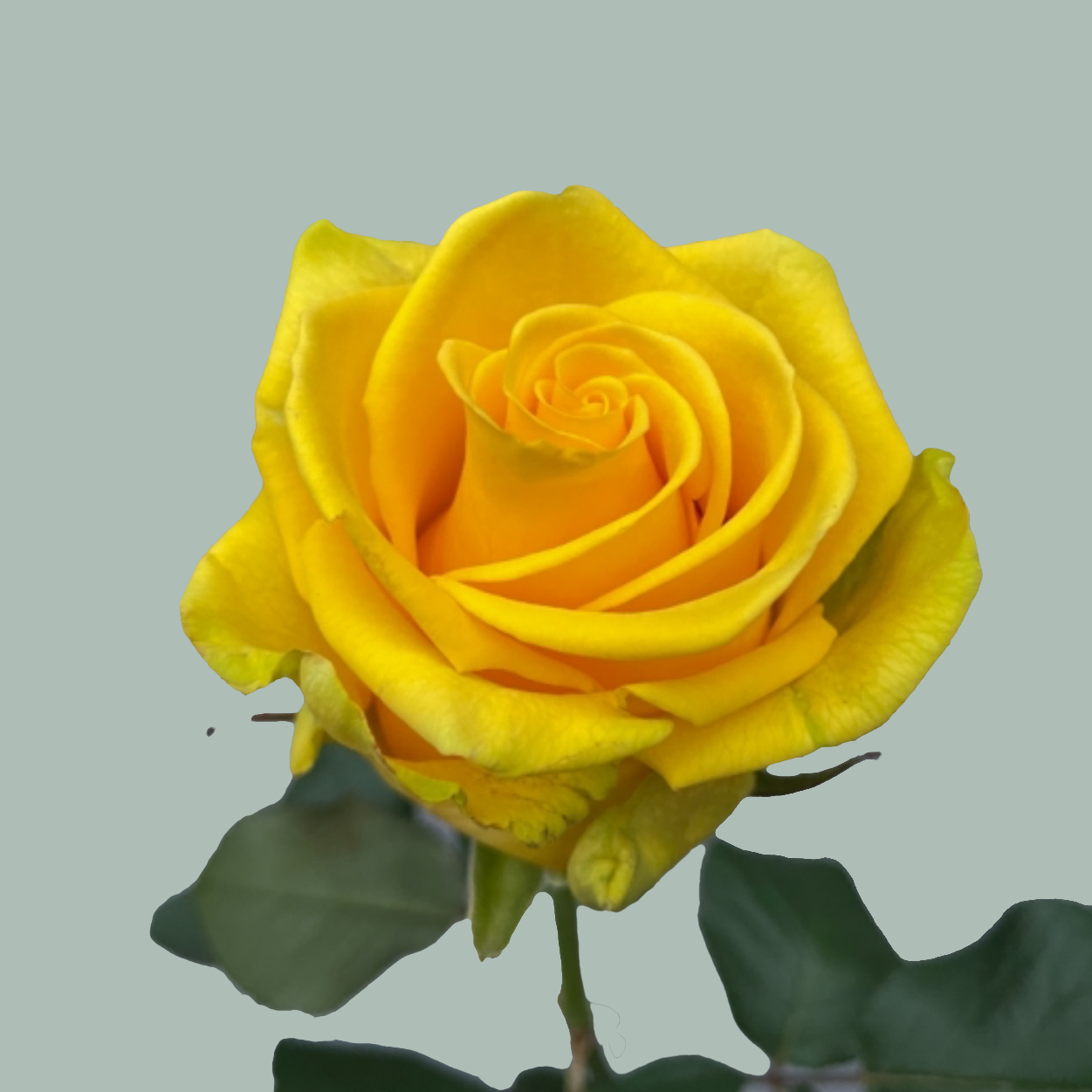 Rose Penny Lane 40-70cm (10 Stems)