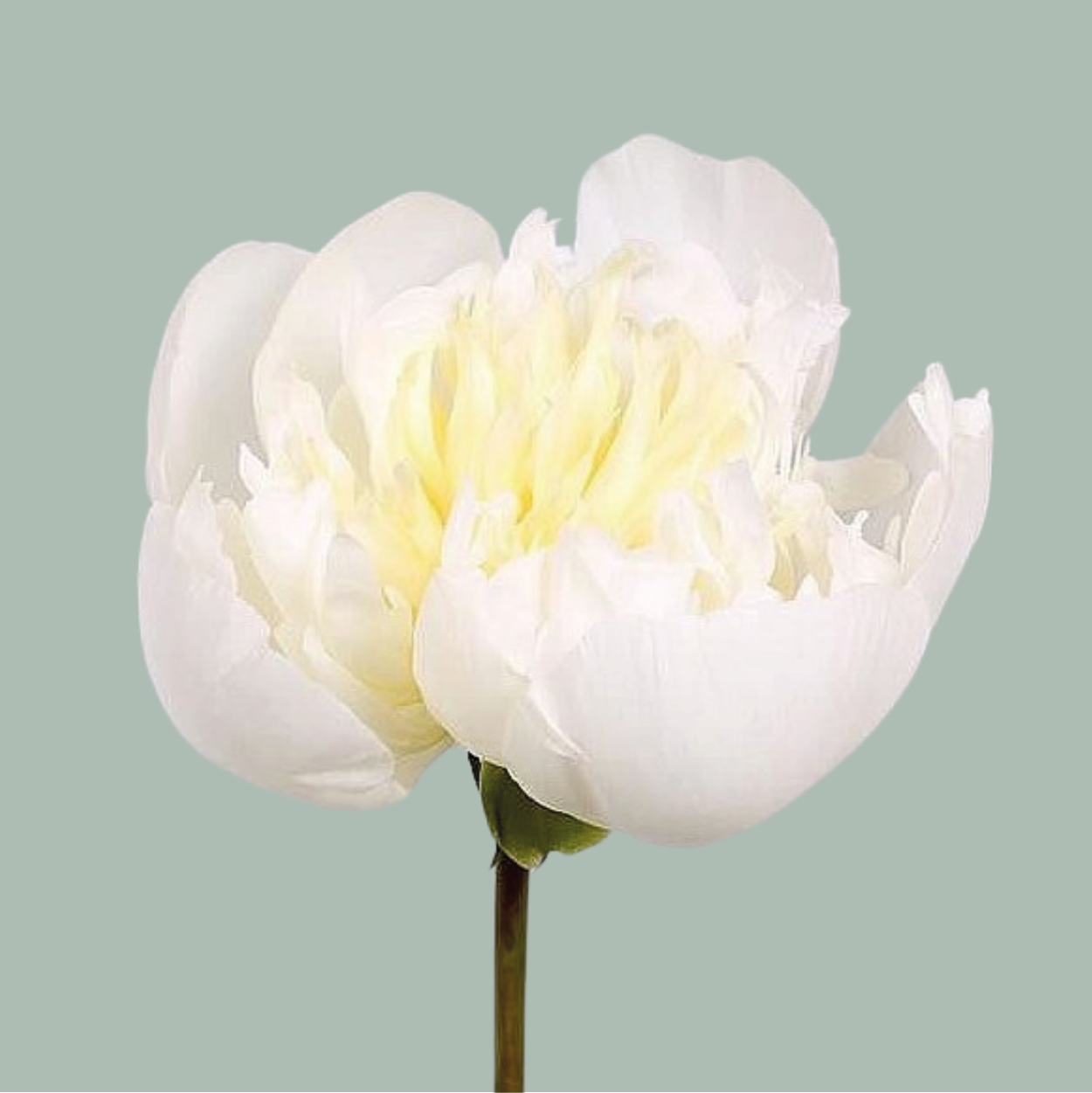Peony Duchesse de Nemours (10 Stems)