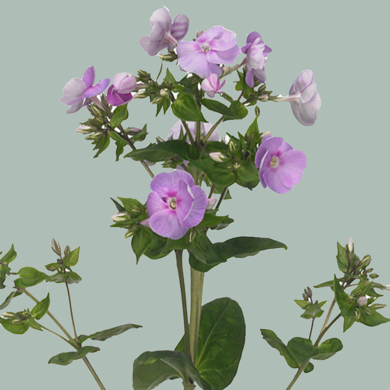 Phlox Butterfly (20 Stems)