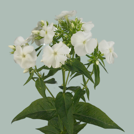 Phlox Whitecap (10 Stems)