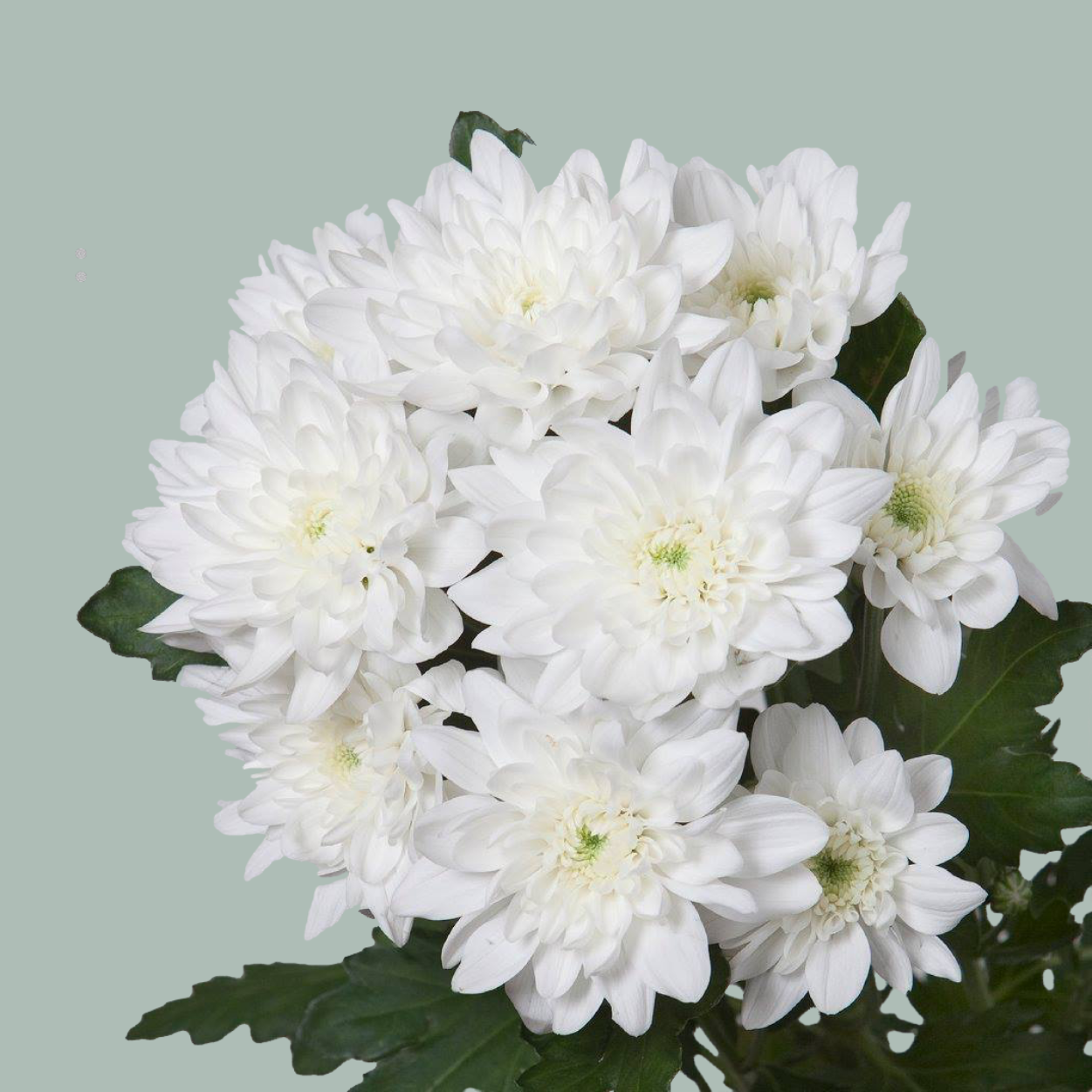 Chrysanthemum Pina Colada White (20 Stems)