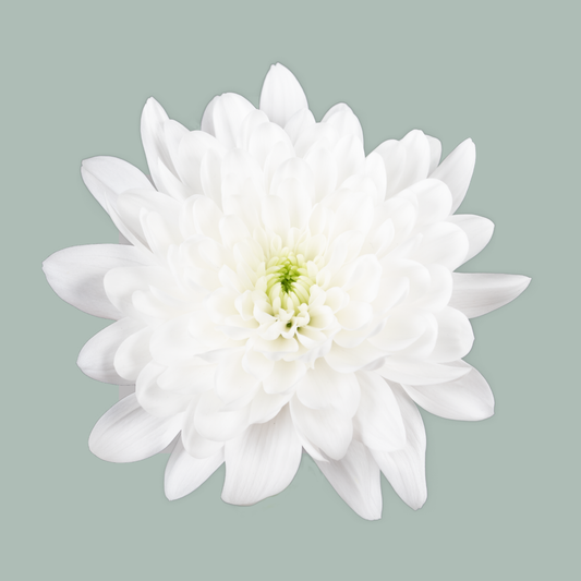 Chrysanthemum Spray Pina Colada White (20 Stems)