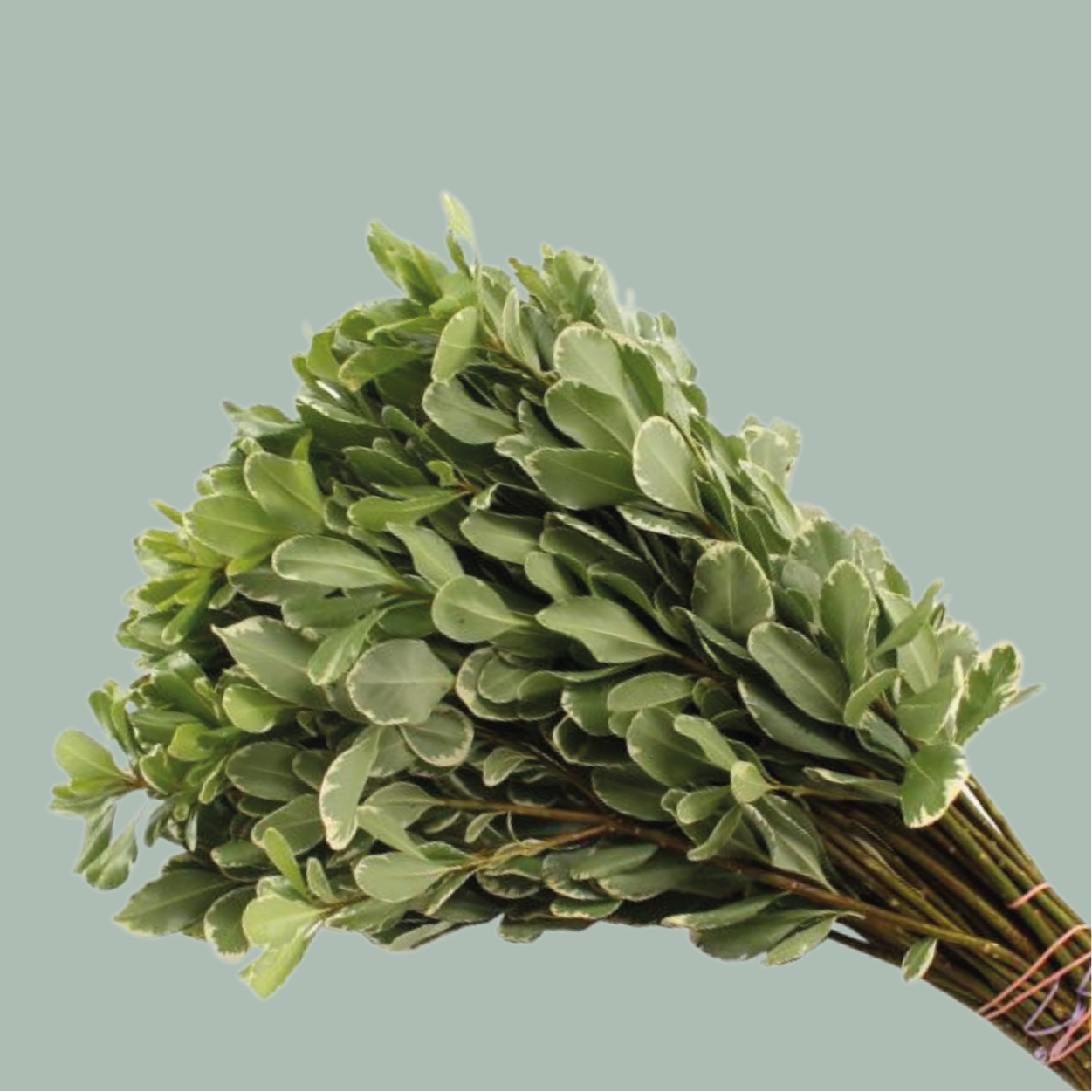 GR Pittosporum