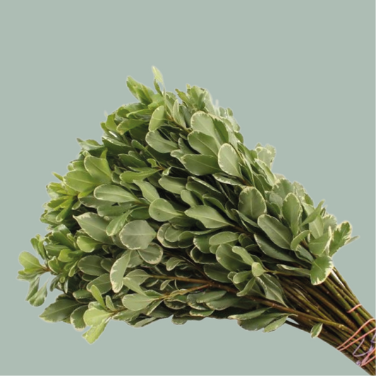 GR Pittosporum