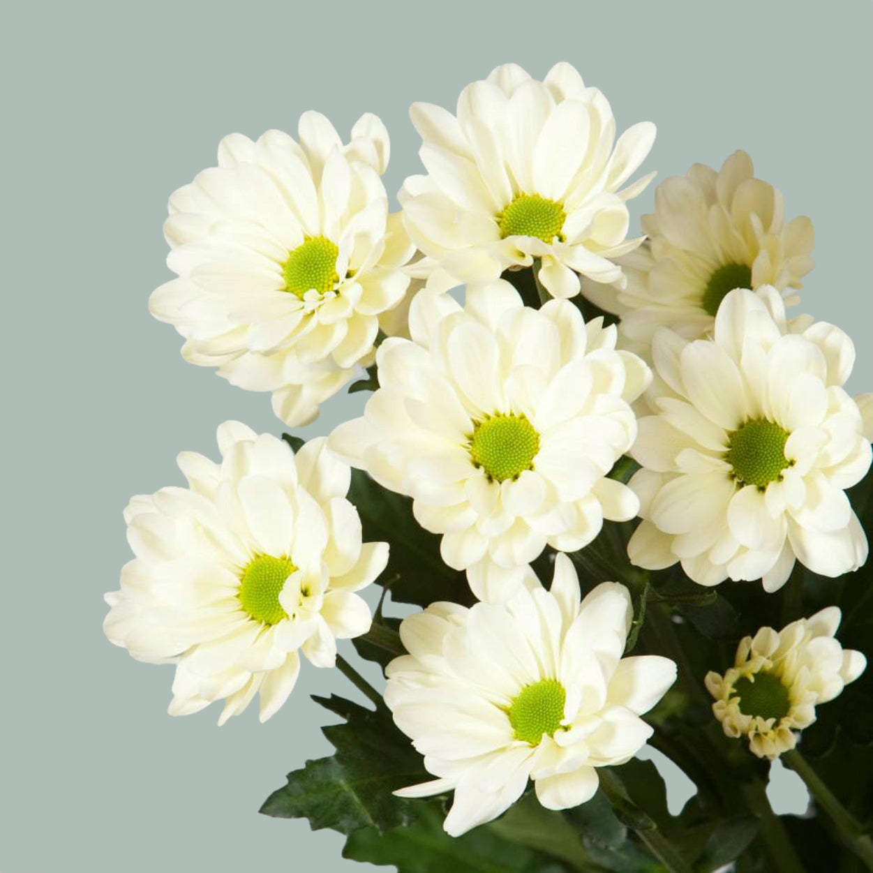 Chrysanthemum Spray Prosecco (20 Stems)