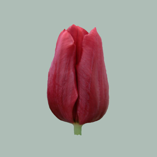 Tulip Red Planet (50 Stems)