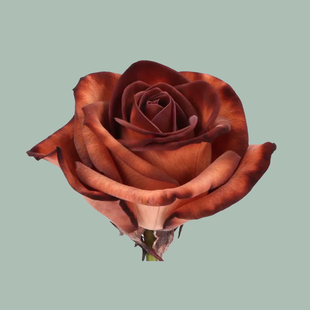 Rose Vendela Dyed Brownies (20 Stems)