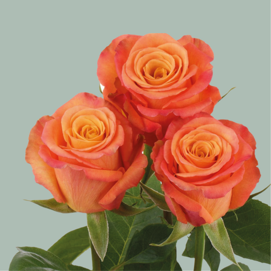 Rose Confidential 50-70cm (10 Stems)