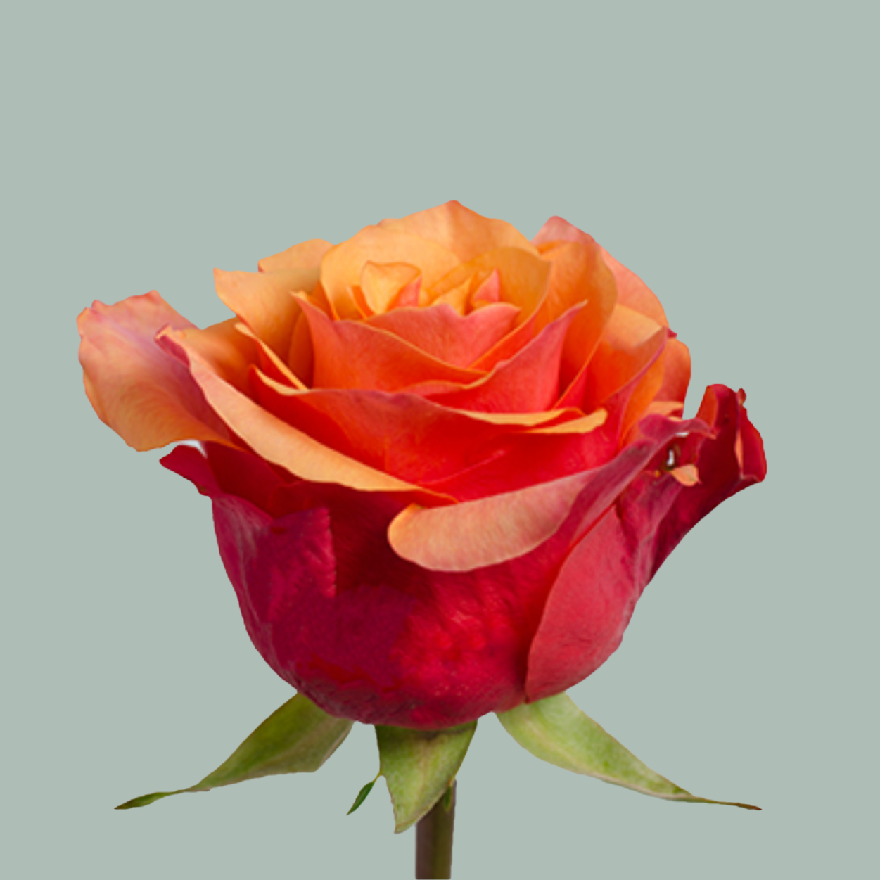 Rose Espana (20 Stems)
