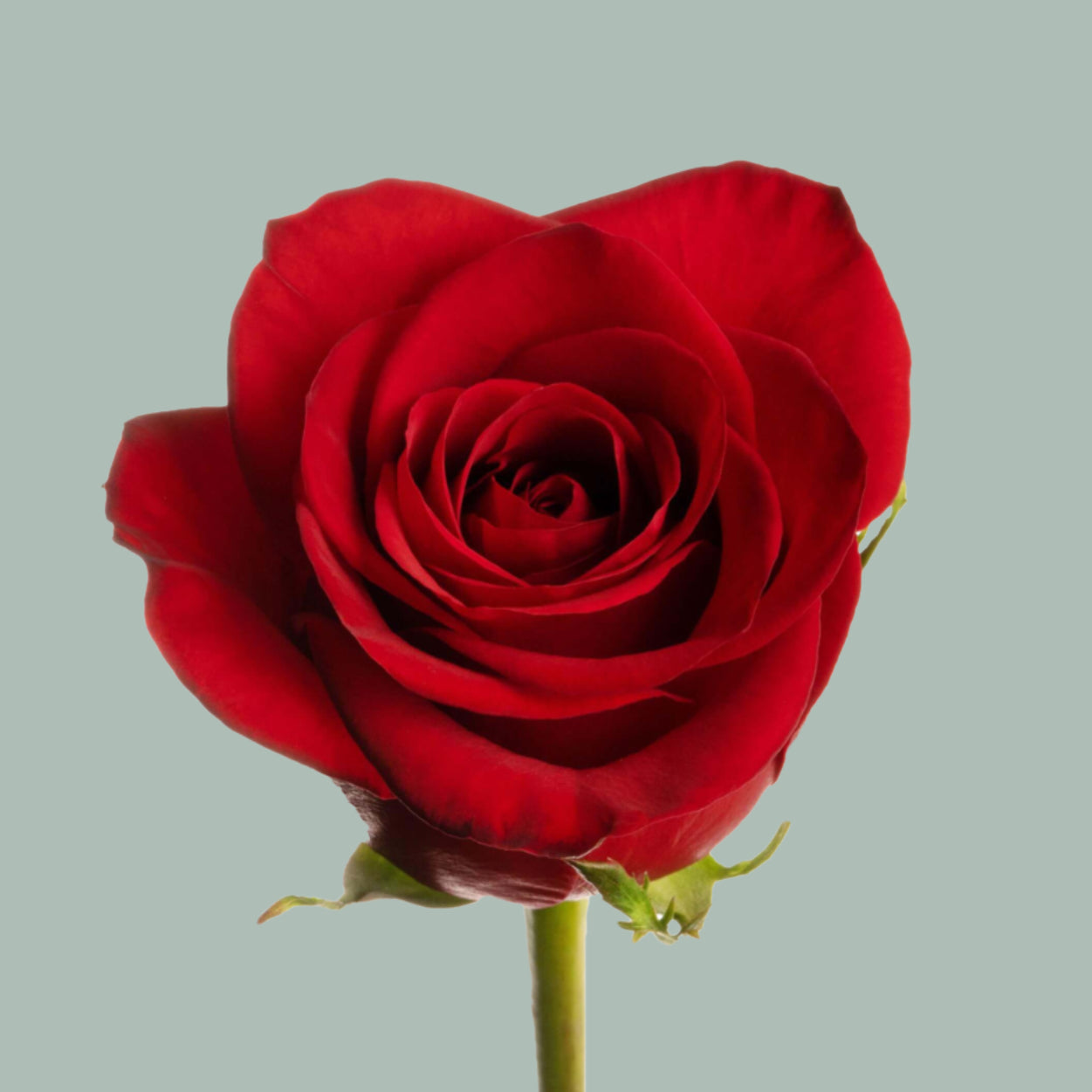 Rose Freedom Red (25 Stems)