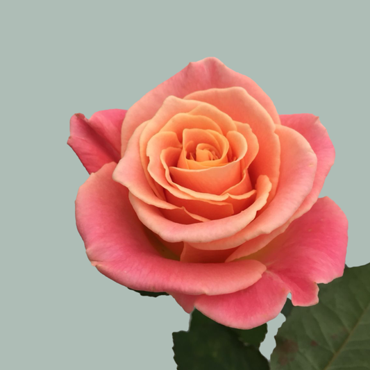 Rose Miss Piggy 40-60cm (20 Stems)