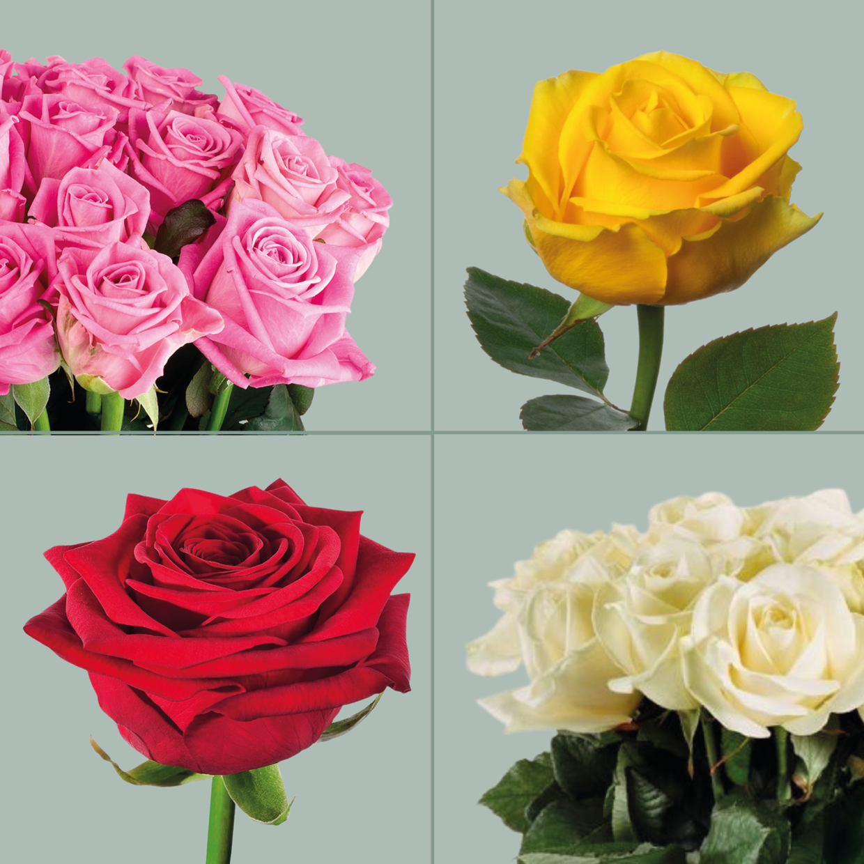 Rose Mixed Box (80 Stems)