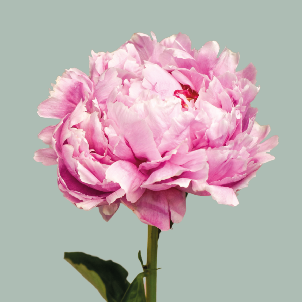 Peony Sarah Bernhardt (10 Stems)