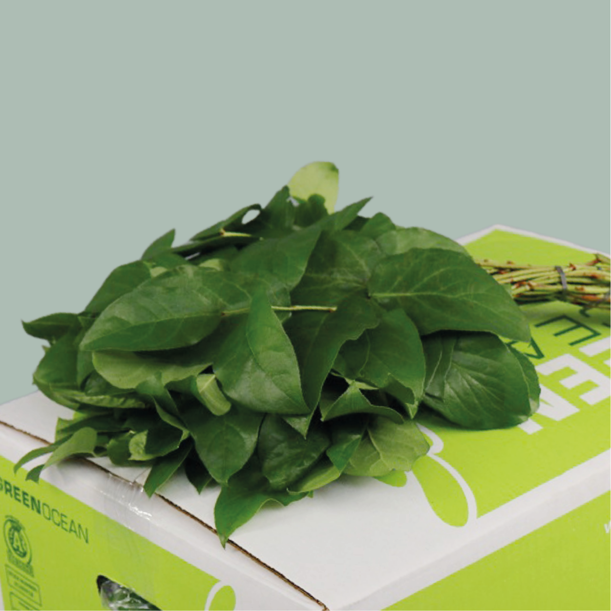 GR Salal Tip (Bunch)