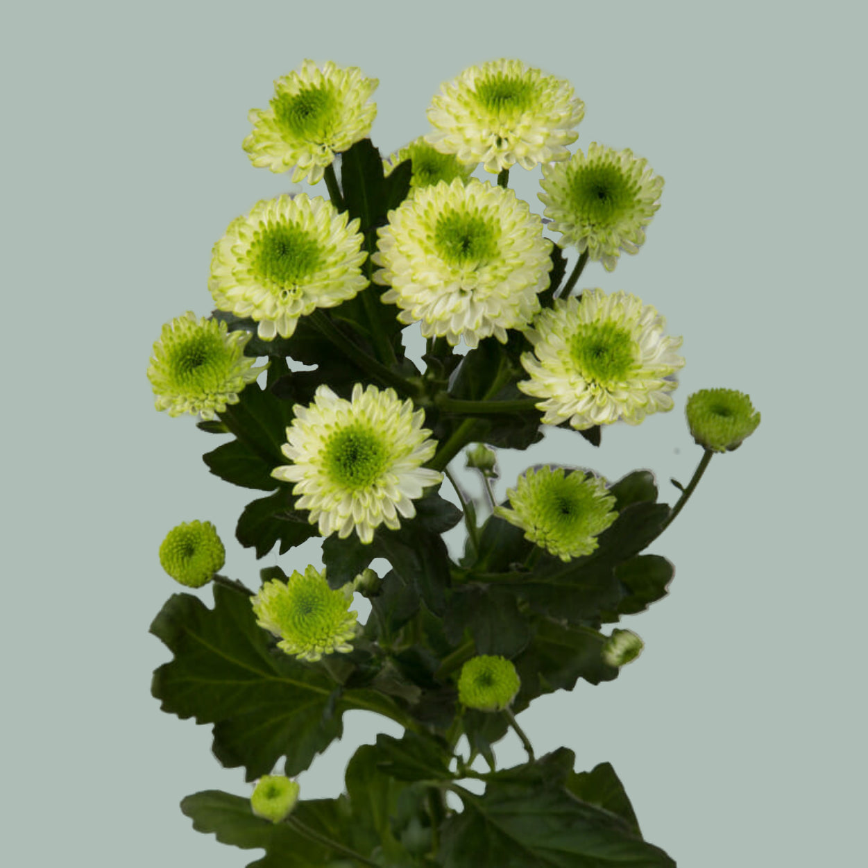 Chrysanthemum Santini Country Lime (25 Stems)