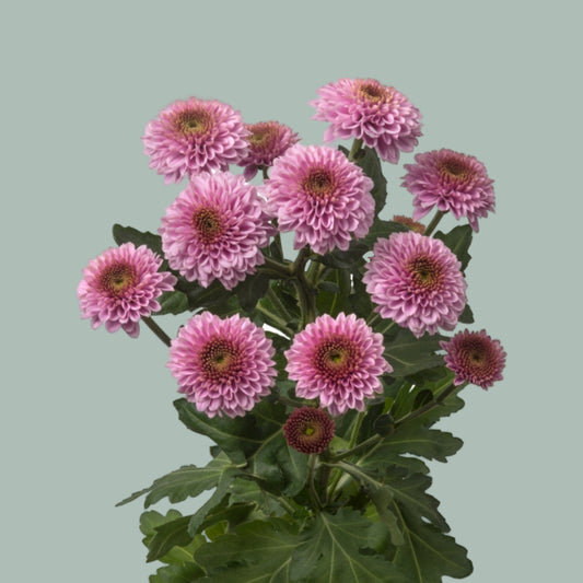 Chrysanthemum Santini Doria (25 Stems)