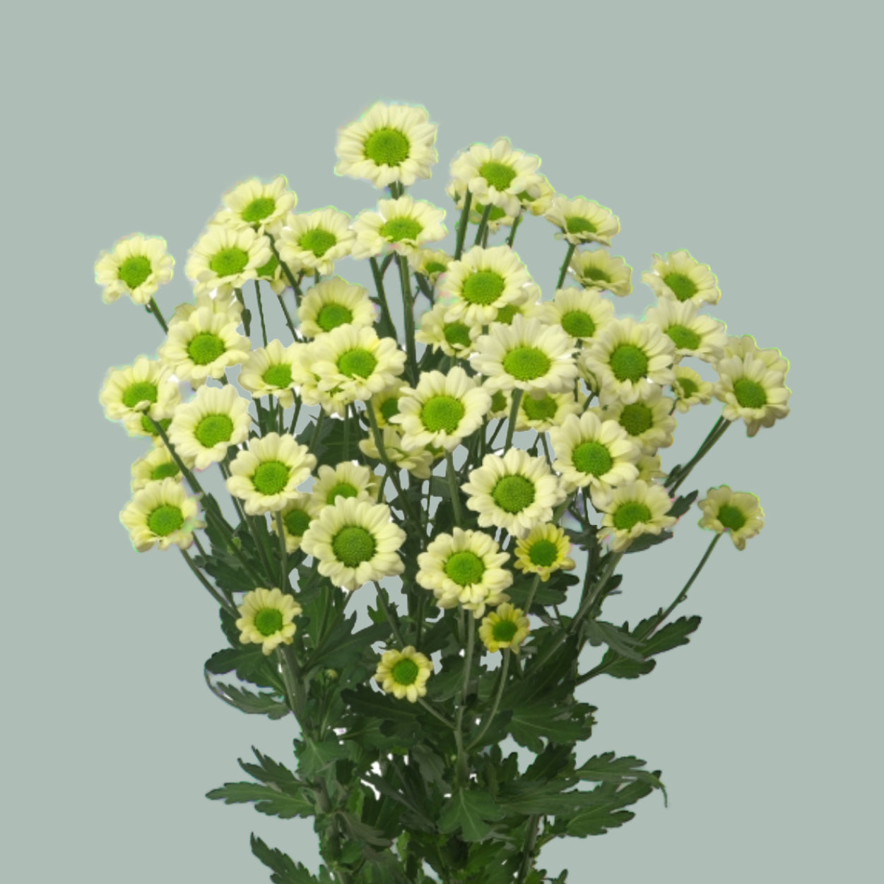 Chrysanthemum Santini Madiba Nyaka Cream (25 Stems)