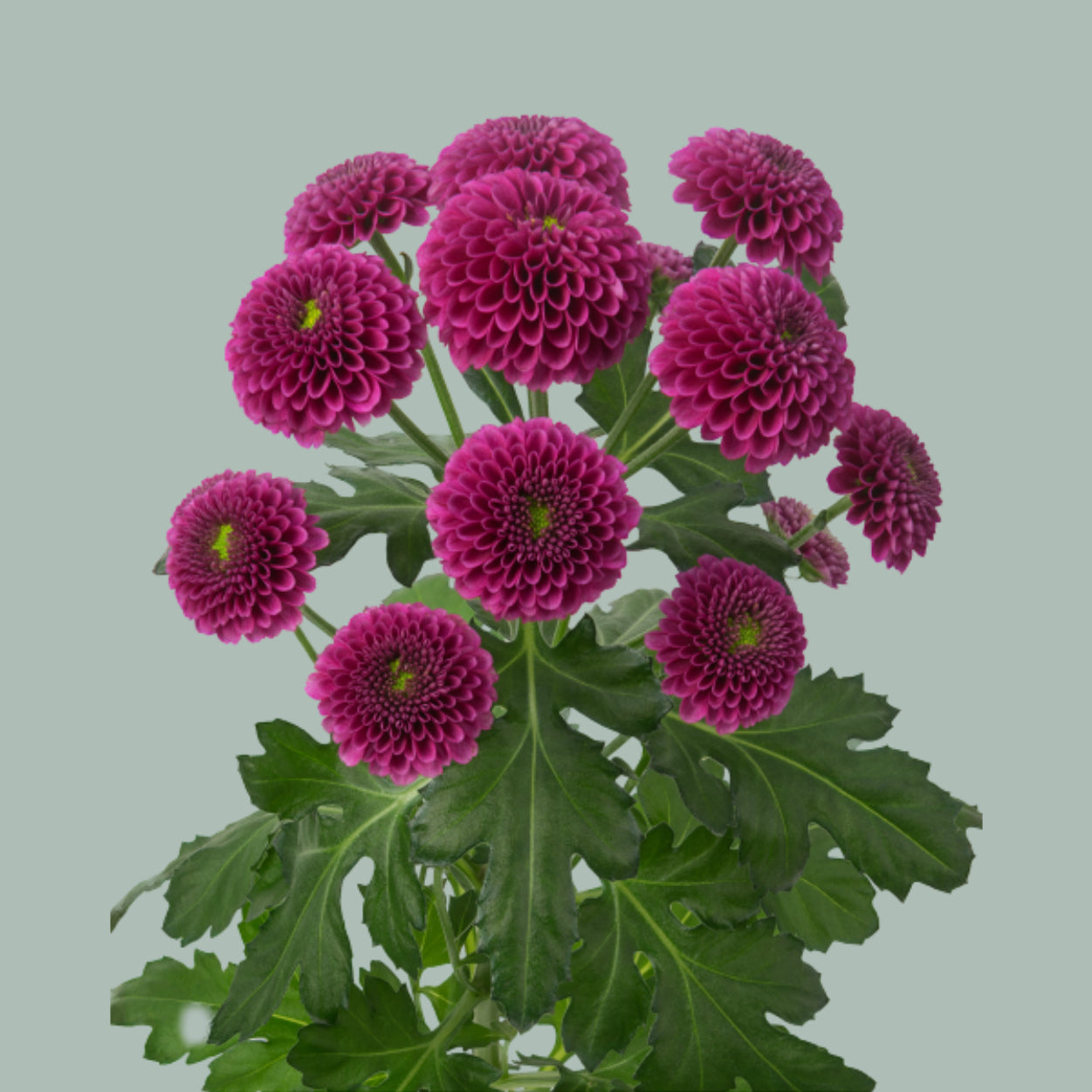 Chrysanthemum Santini Purpetta (25 Stems)
