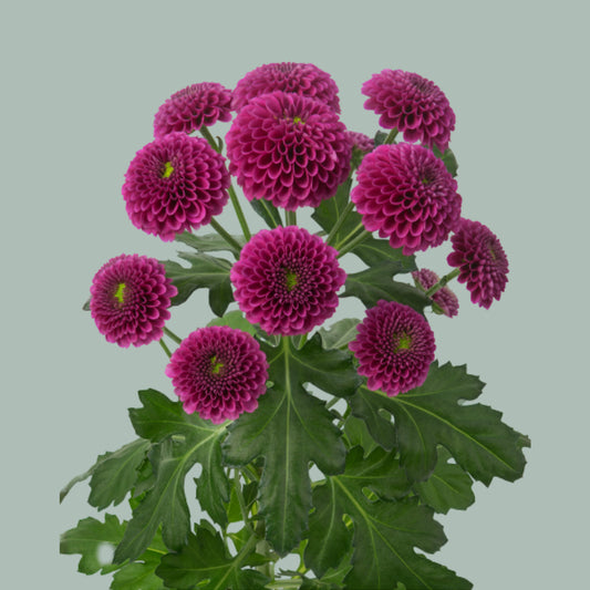 Chrysanthemum Santini Purpetta (25 Stems)