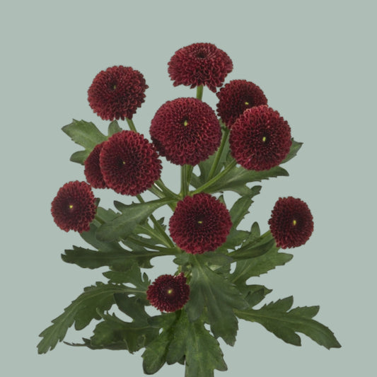 Chrysanthemum Santini Purpetta Red (25 Stems)
