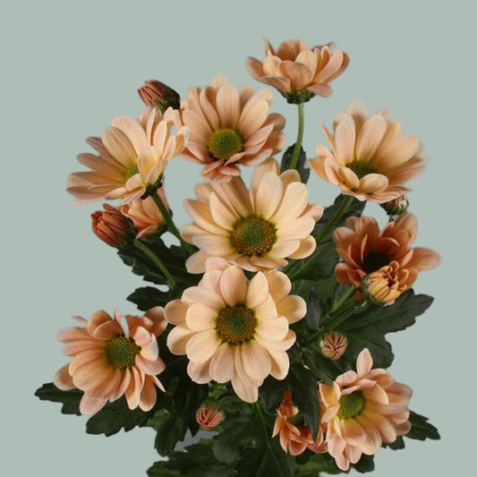 Chrysanthemum Santini Rossi Salmon (25 Stems)