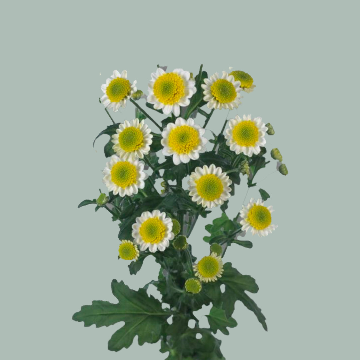 Chrysanthemum Santini Sun Up (25 Stems)