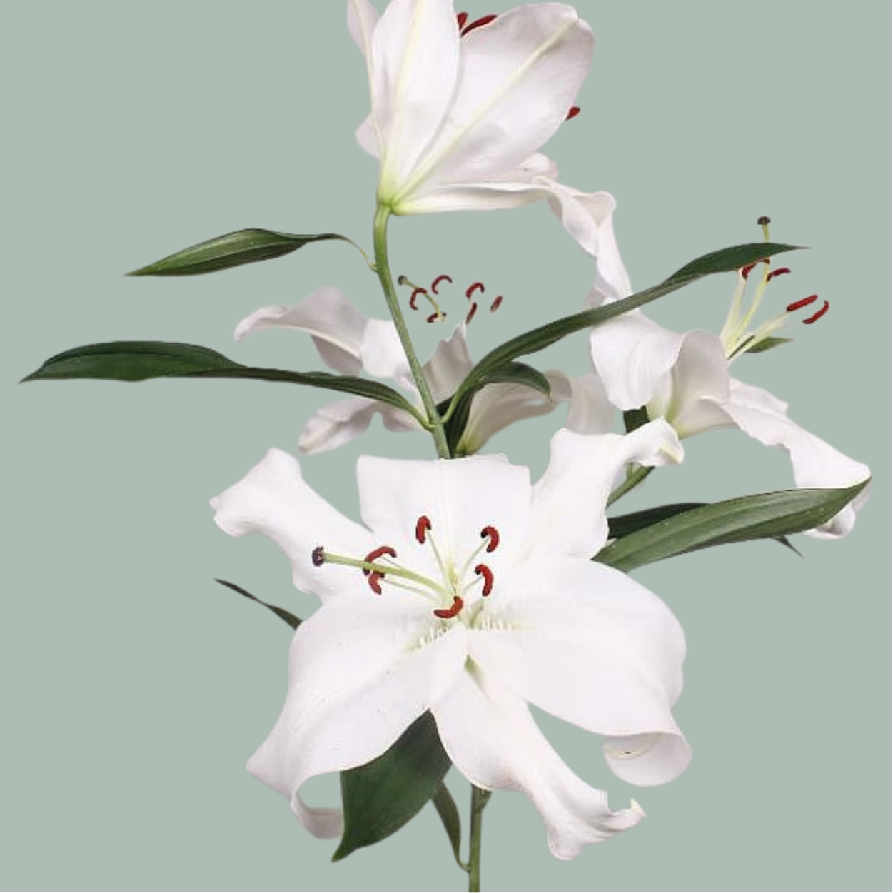 Lily Oriental Santander (10 Stems)