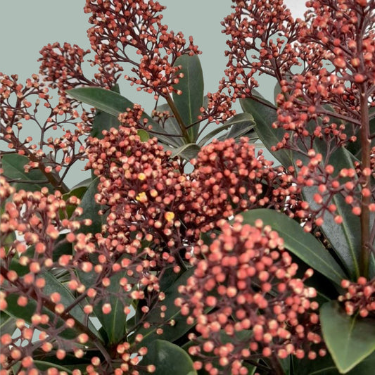 Skimmia Rubella (5 Bunches)