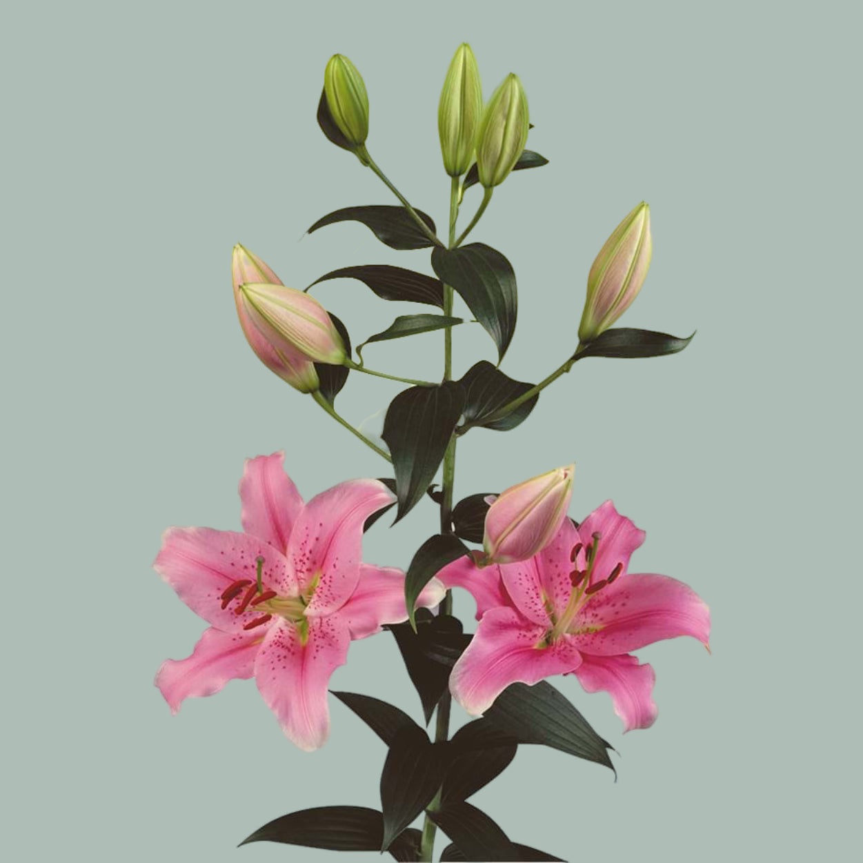 Lily Oriental Sorbonne (10 Stems)