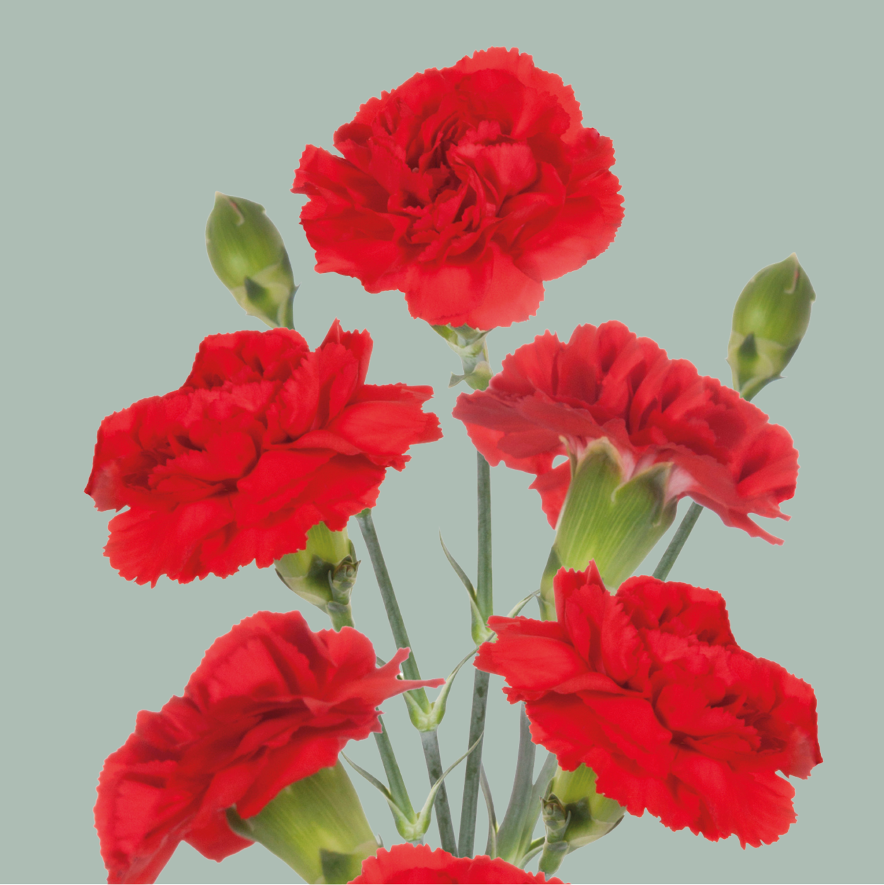 Carnation Spray Mix (200 Stems)