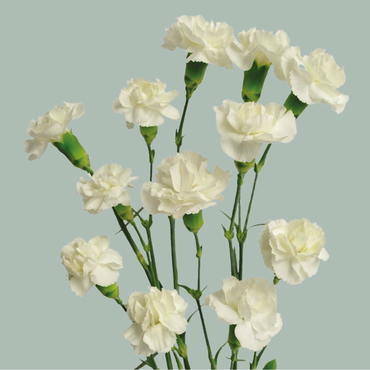 Carnation Spray Mix (200 Stems)