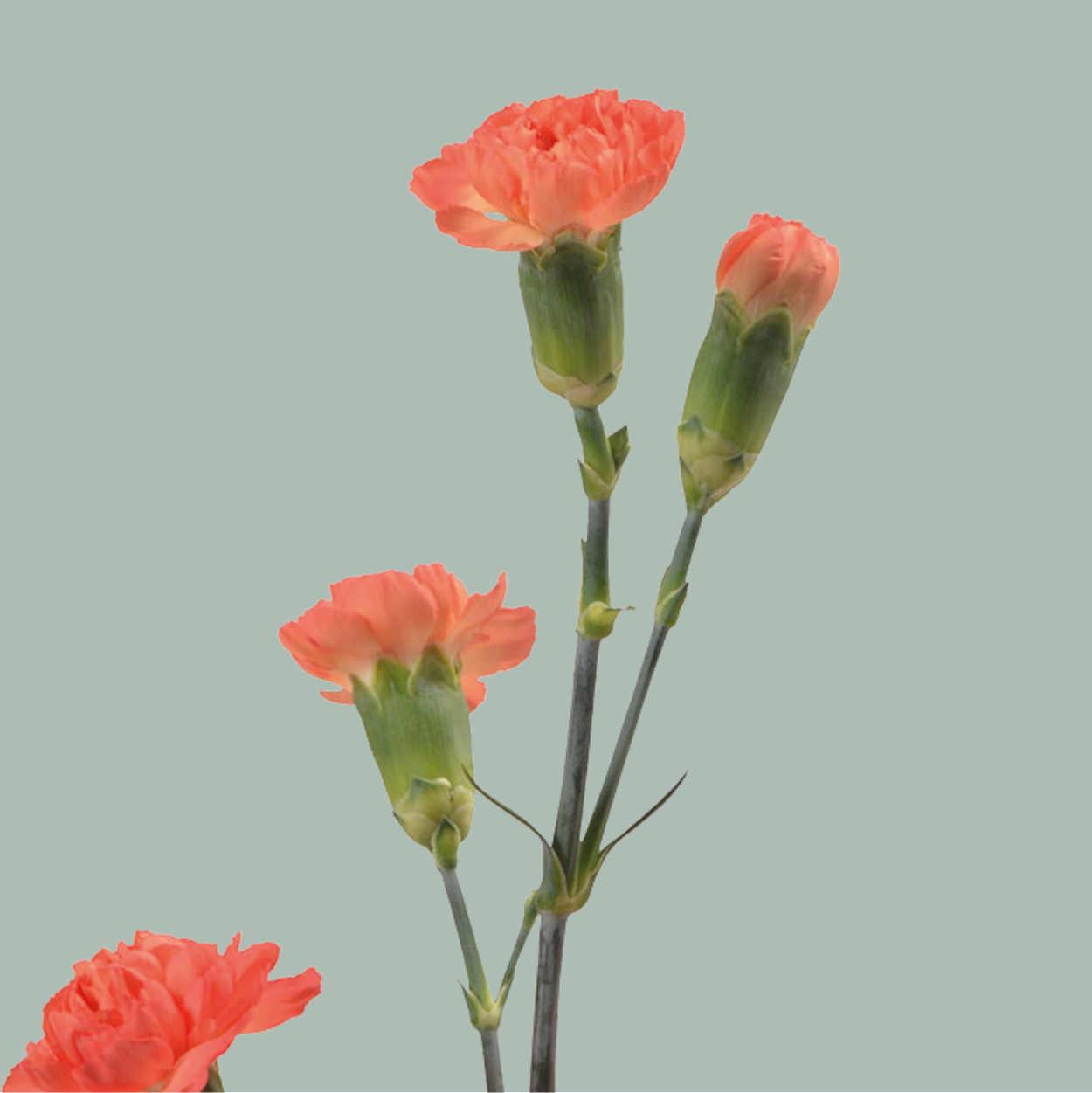 Carnation Spray Mix (200 Stems)