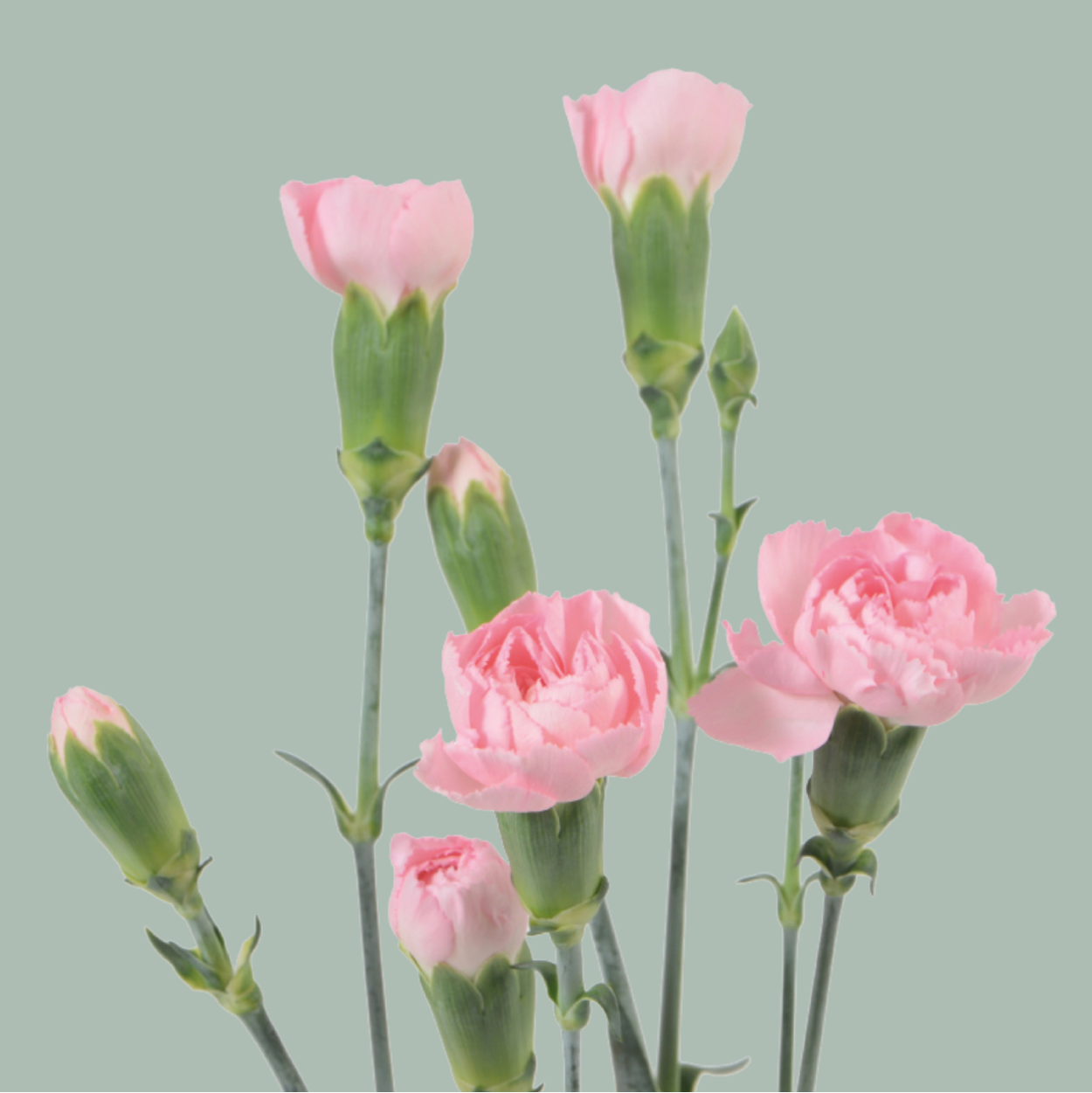 Carnation Spray Mix (200 Stems)