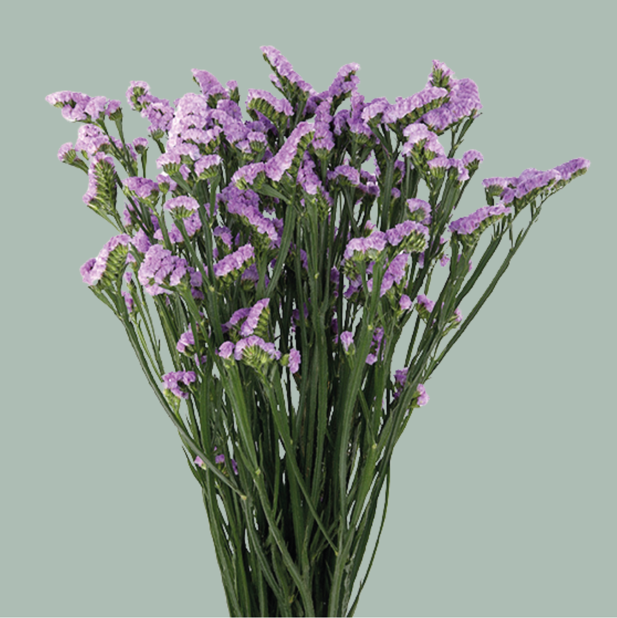 Limonium Statice Donau Birds (25 Stems)