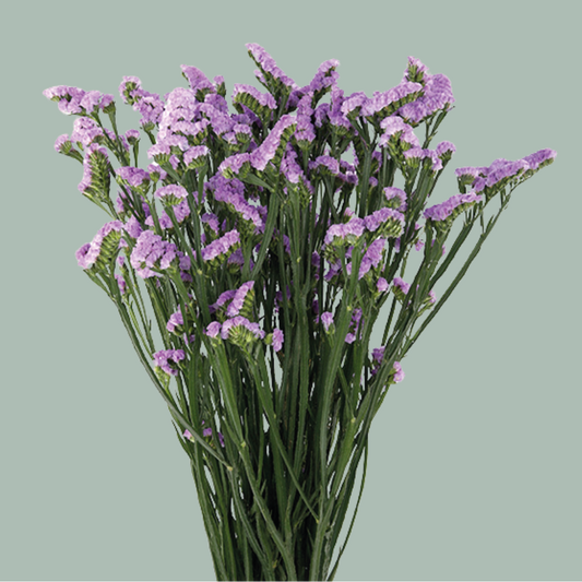 Limonium Statice Donau Birds (25 Stems)