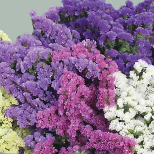 Limonium Statice Mix (25 Stems)