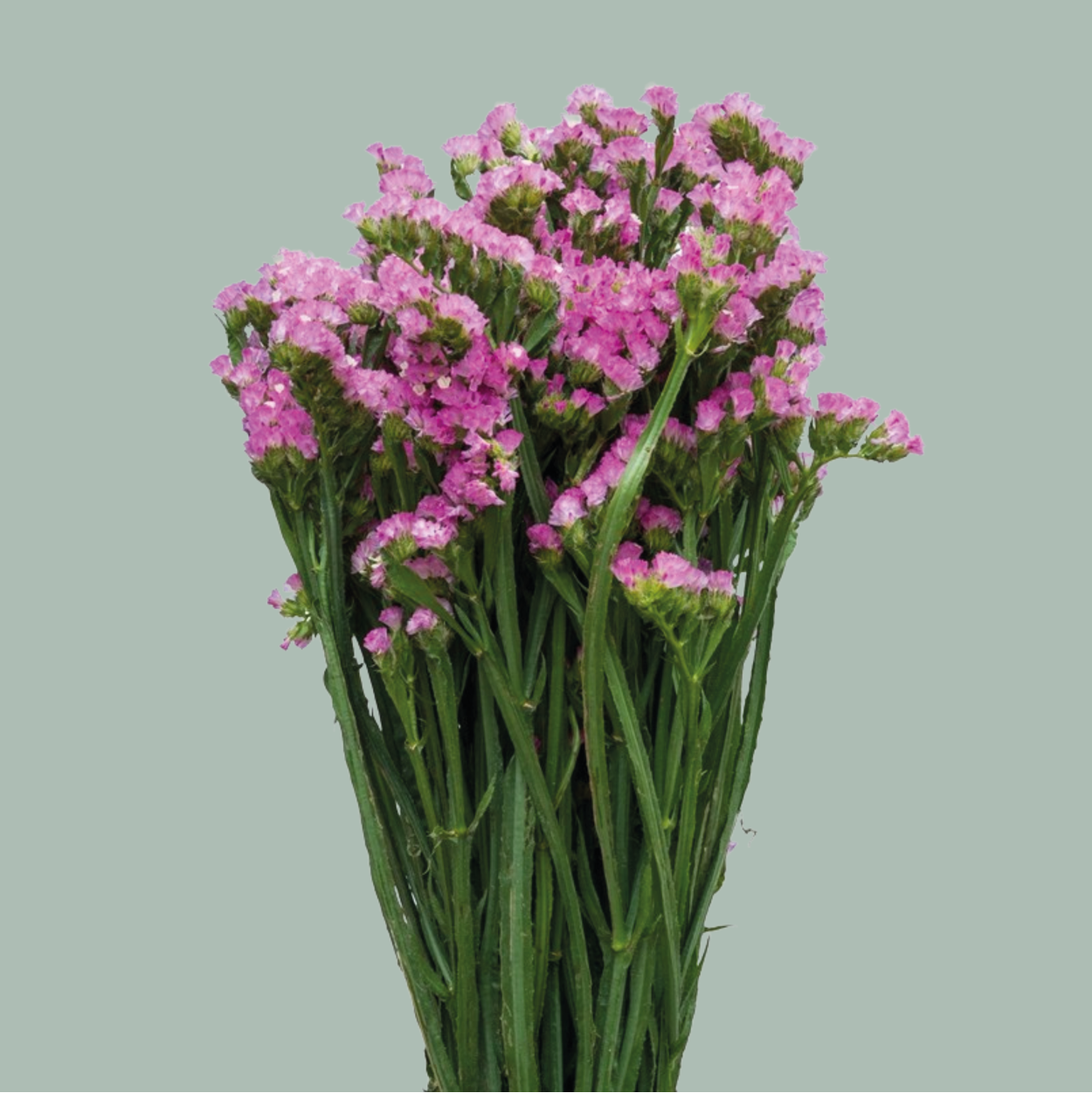 Limonium Statice Fantasia Wings (25 Stems)