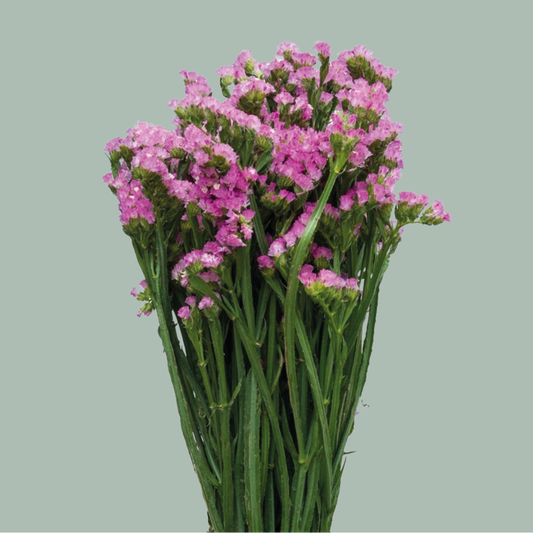 Statice Pink (25 Stems)