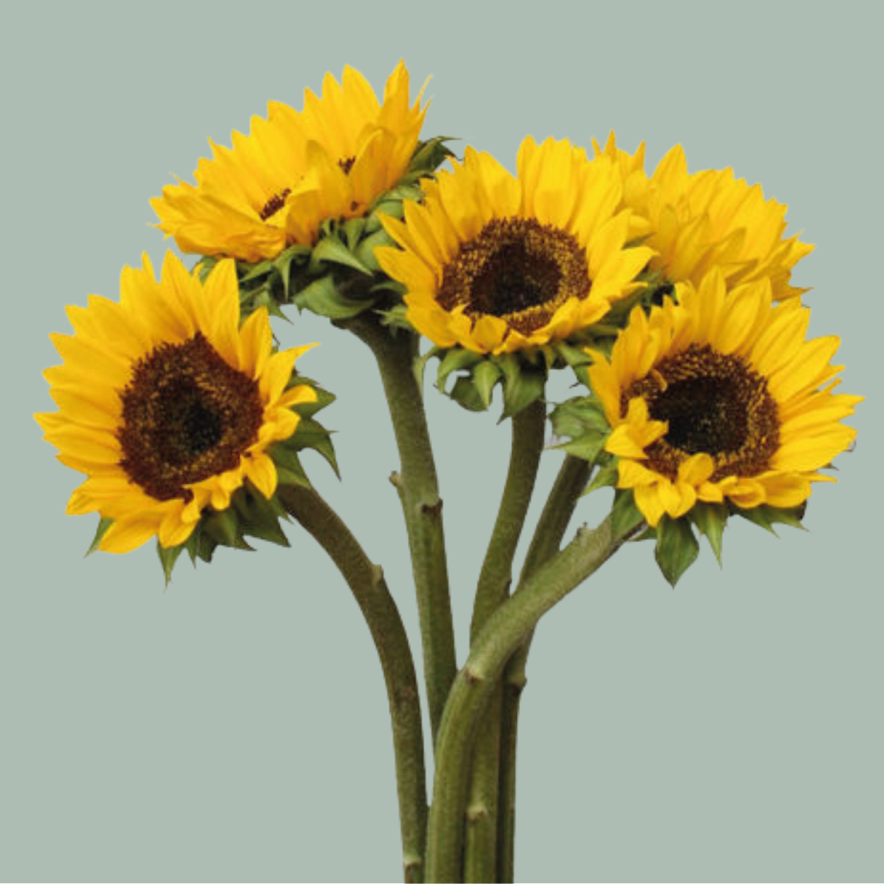 Fresh Sunflowers, Overnight Shipping good