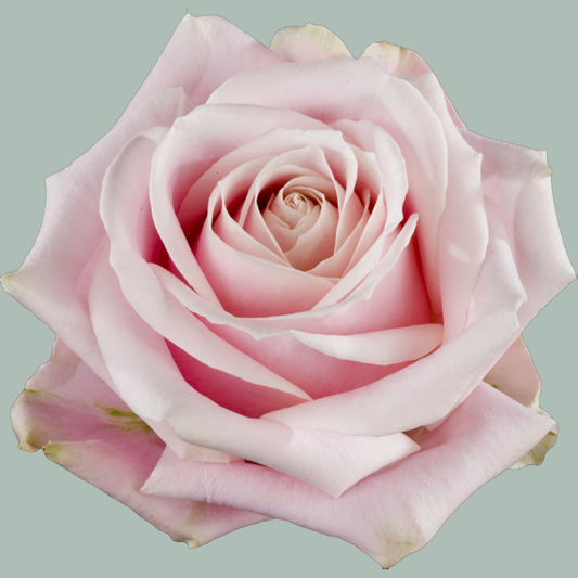 Rose Sweet Avalache 50-60cm (10 Stems)