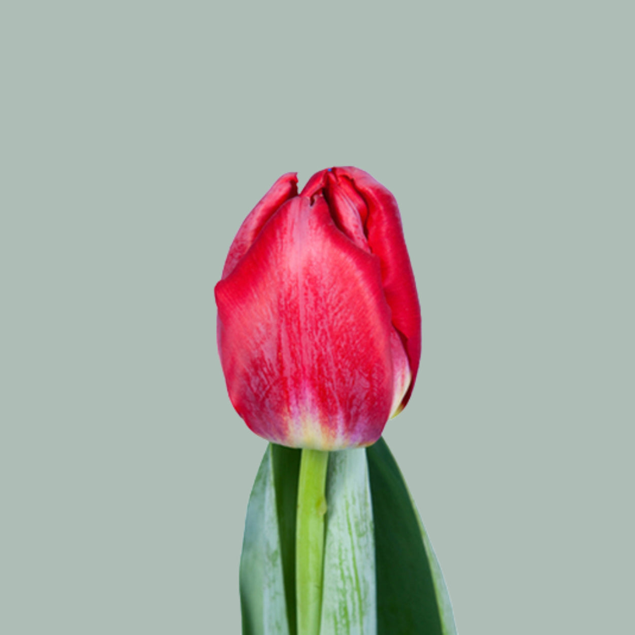 Tulip Antartica Fire (50 Stems)