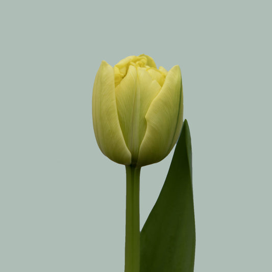 Tulip Avant Garde (50 Stems)