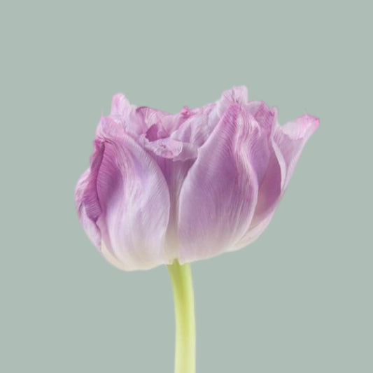 Tulip Double Price (50 Stems)